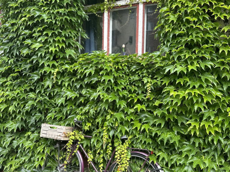 Egy csipetnyi természet az épített környezetben - zöld falak és homlokzatok