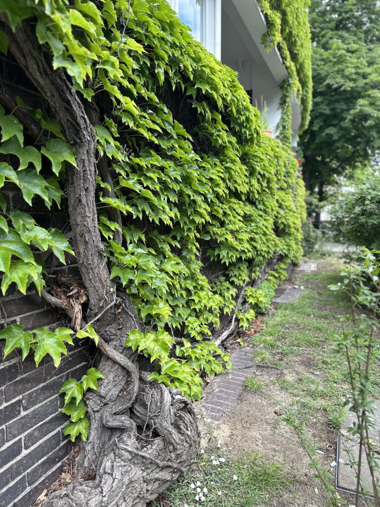 A zöldfalak és -homlokzatok előnyei