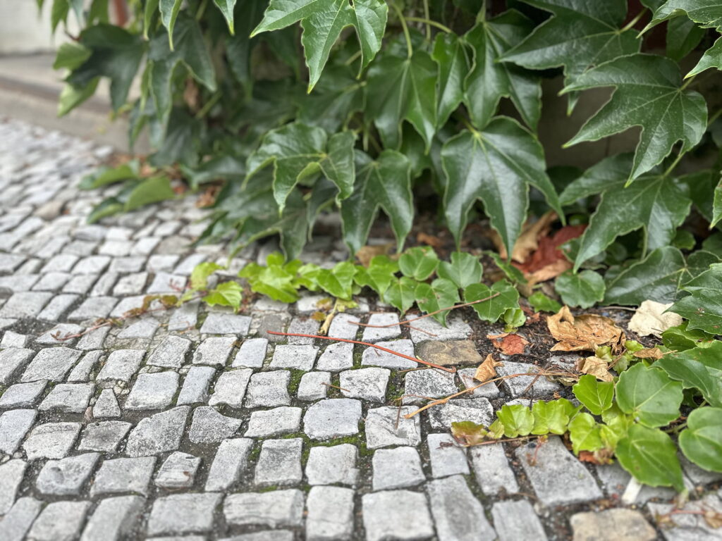 A zöldfalak és -homlokzatok előnyei