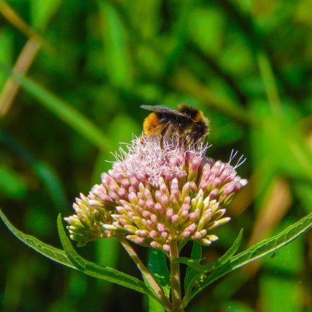 Állítsuk meg a rovarapokalipszist!