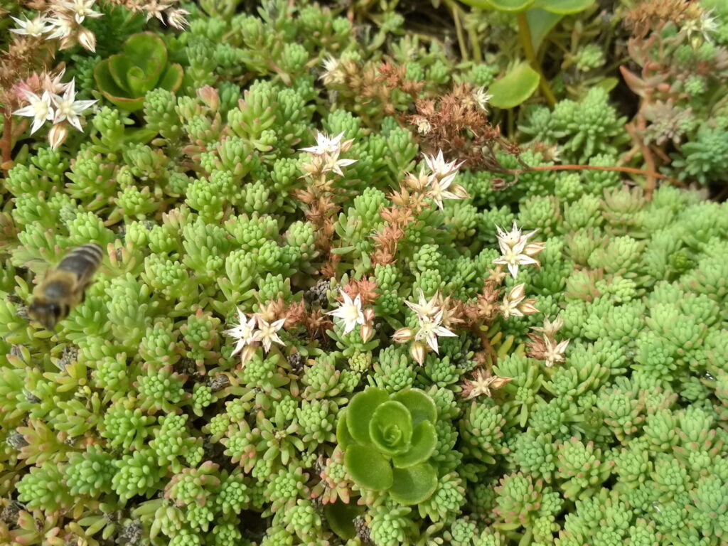 Biodiverz zöldtetők