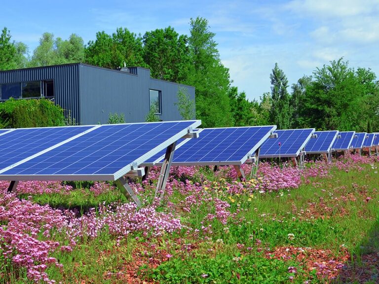 A Biosolar zöldtetők