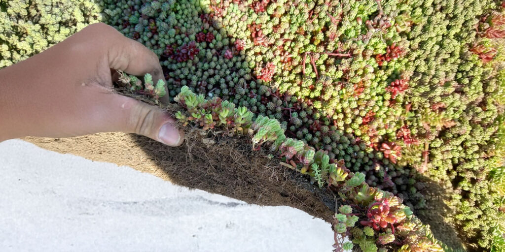 E-Sedum Light