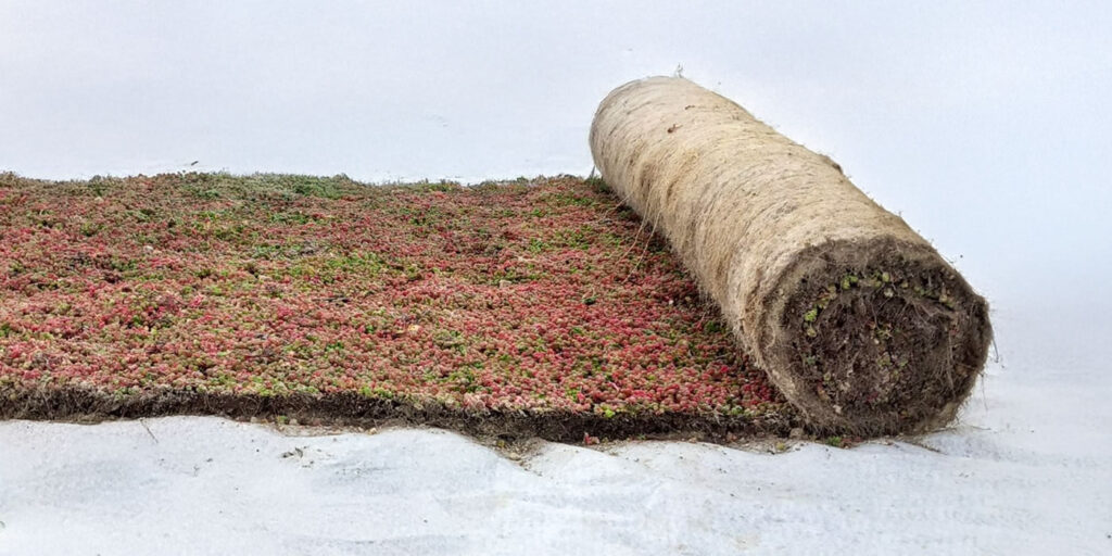 E-Sedum Ready Mix