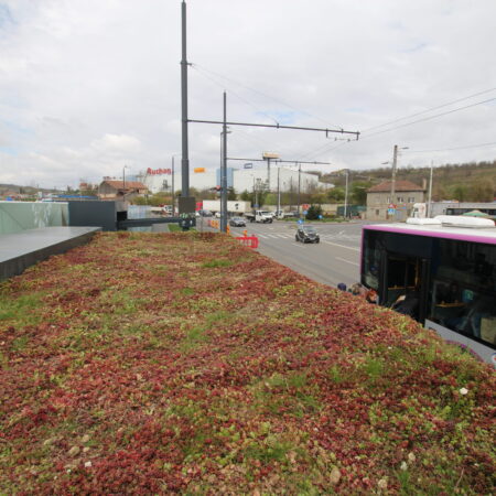EcoStratos Sedum-szőnyegek zöldtetők számára