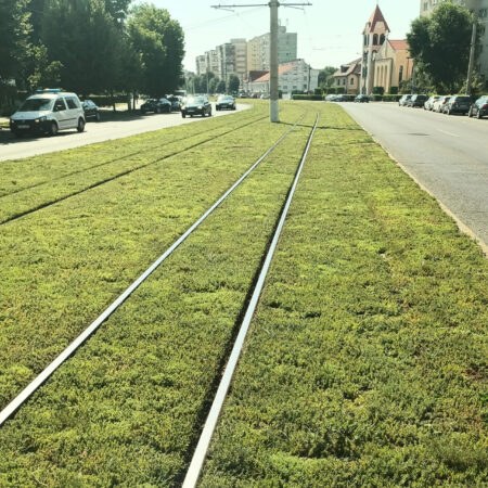 EcoStratos Sedum-szőnyegek zöldtetők számára