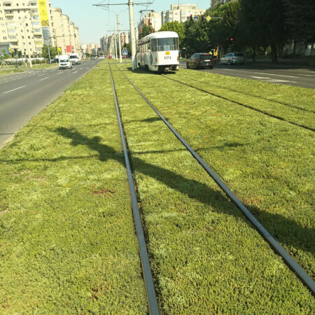 EcoStratos Sedum-szőnyegek zöldtetők számára