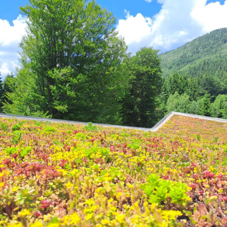 EcoStratos Sedum-szőnyegek zöldtetők számára