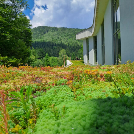 EcoStratos Sedum-szőnyegek zöldtetők számára
