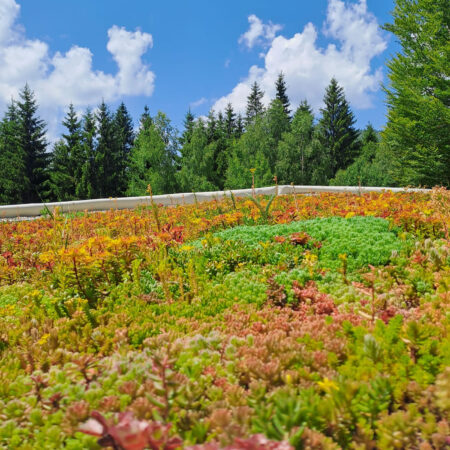 EcoStratos Sedum-szőnyegek zöldtetők számára