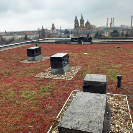 EcoStratos Sedum-szőnyegek zöldtetők számára
