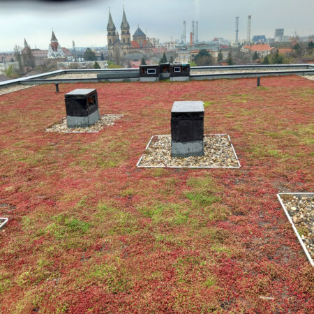 EcoStratos Sedum-szőnyegek zöldtetők számára