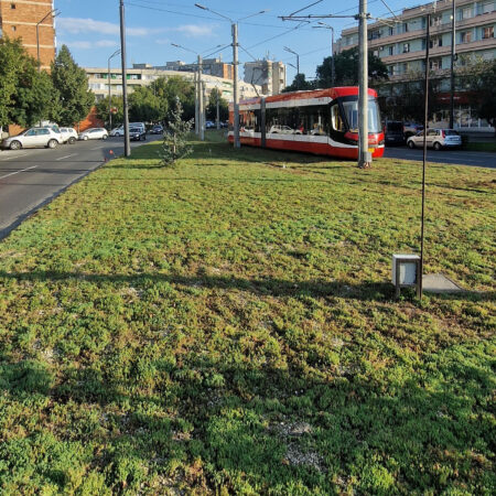 EcoStratos Sedum-szőnyegek zöldtetők számára