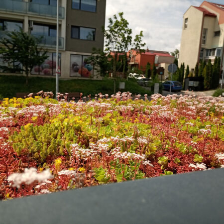 EcoStratos Sedum-szőnyegek zöldtetők számára