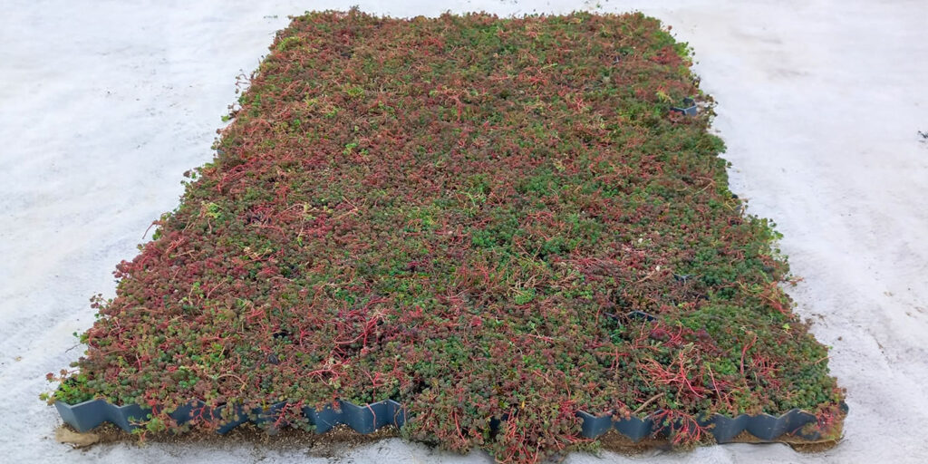 E-Sedum & Gravel Grid Hexagonális Rács