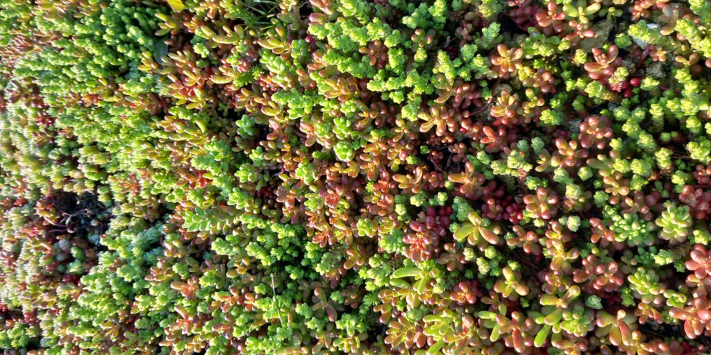 EcoStratos Sedum-szőnyegek