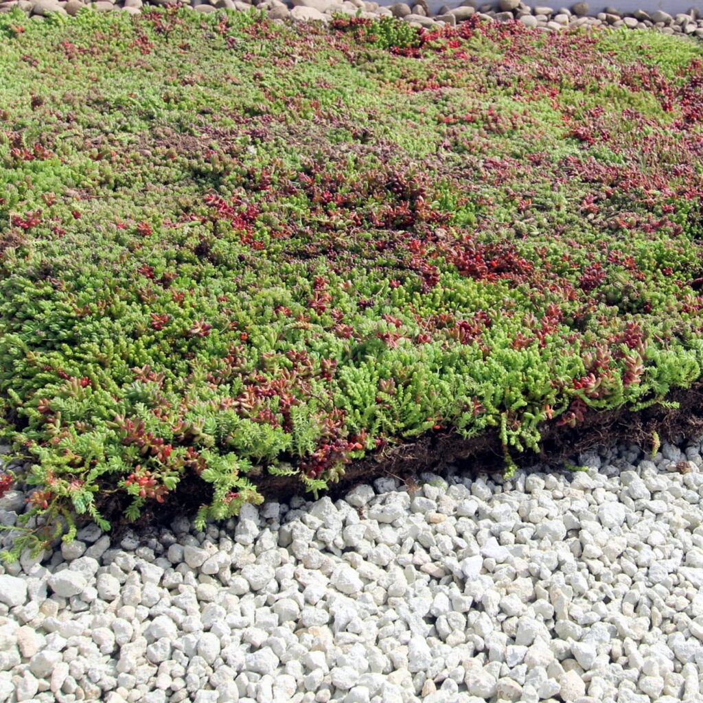 Ready-made rendszer extenzív zöldtetőkhöz